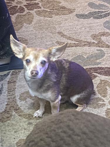 Lost Male Dog last seen Hwy 47, Forest Grove, OR 97116