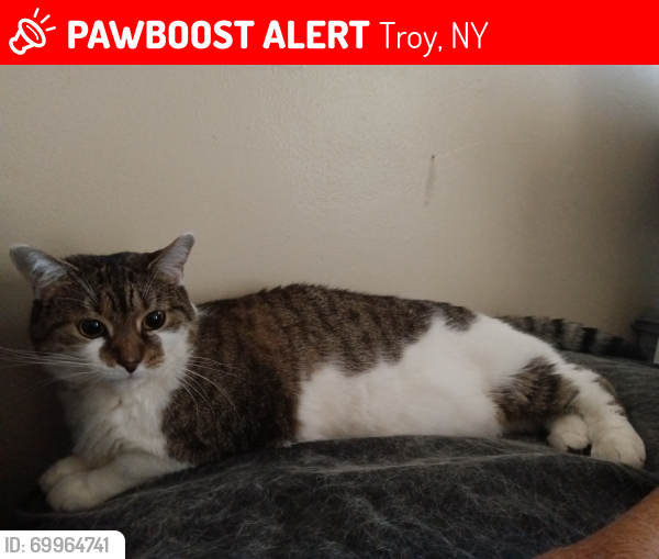 Lost Female Cat last seen 2nd Avenue, Troy, NY 12183