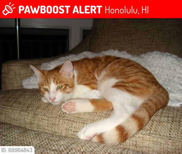Lost Male Cat last seen Alaeloa Street and Halekoa Drive, Waialae Nui Ridge, Honolulu, HI 96821
