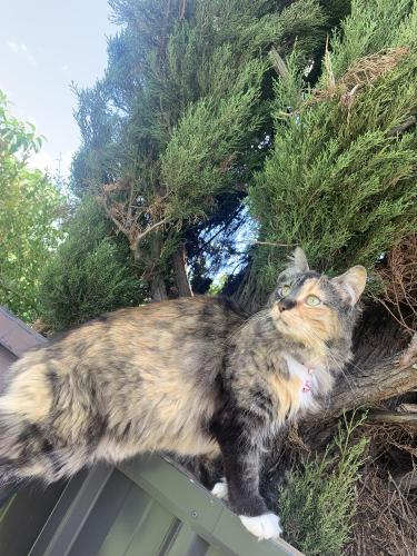 Lost Female Cat last seen Cresdee Road, Charlesworth Park, Campbelltown, SA 5074