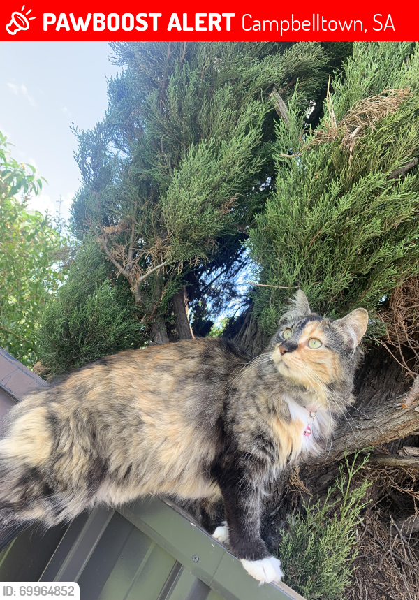 Lost Female Cat last seen Cresdee Road, Charlesworth Park, Campbelltown, SA 5074