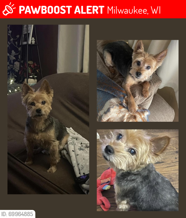 Lost Male Dog last seen St Peter Lutheran church, Milwaukee, WI 53204
