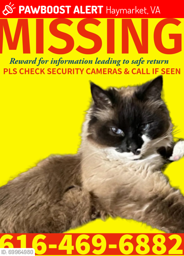 Lost Female Cat last seen Mountain Road, Haymarket, VA, Haymarket, VA 20169
