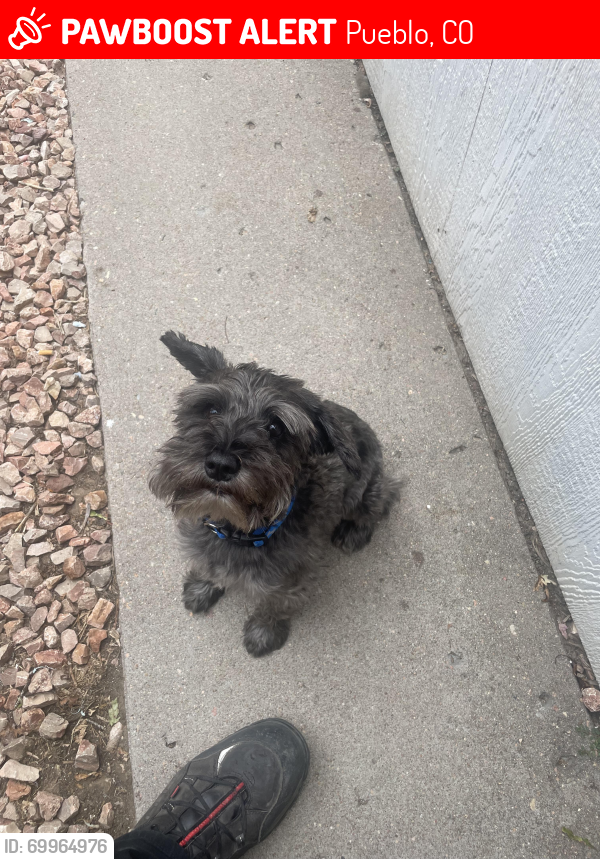Lost Male Dog last seen 13th and E Norwood Ave Pueblo Co 81001, Pueblo, CO 81001