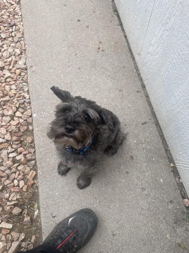 Lost Male Dog last seen 13th and E Norwood Ave Pueblo Co 81001, Pueblo, CO 81001