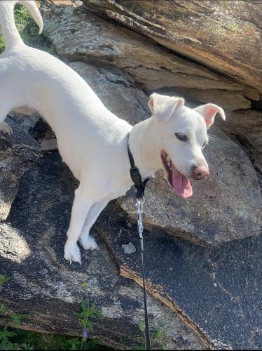 Lost Female Dog last seen 67th ave and W McKinley st , Phoenix, AZ 85043