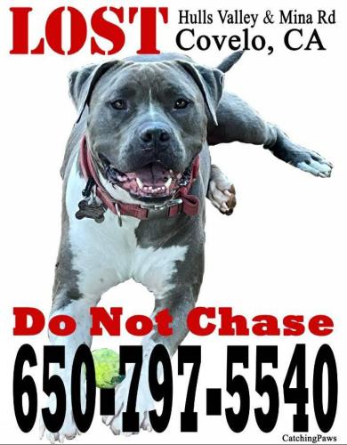 Lost Male Dog last seen Hull Valley Rd 1/4 mile in from Mina Rd junction, Covelo, CA 95428