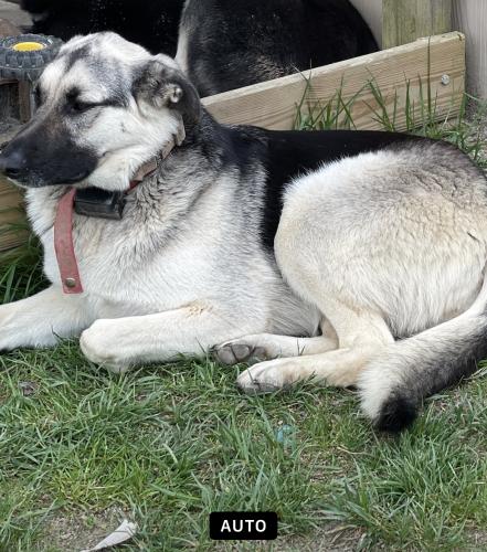 Lost Female Dog last seen Cole Road, New Richmond, OH 45157