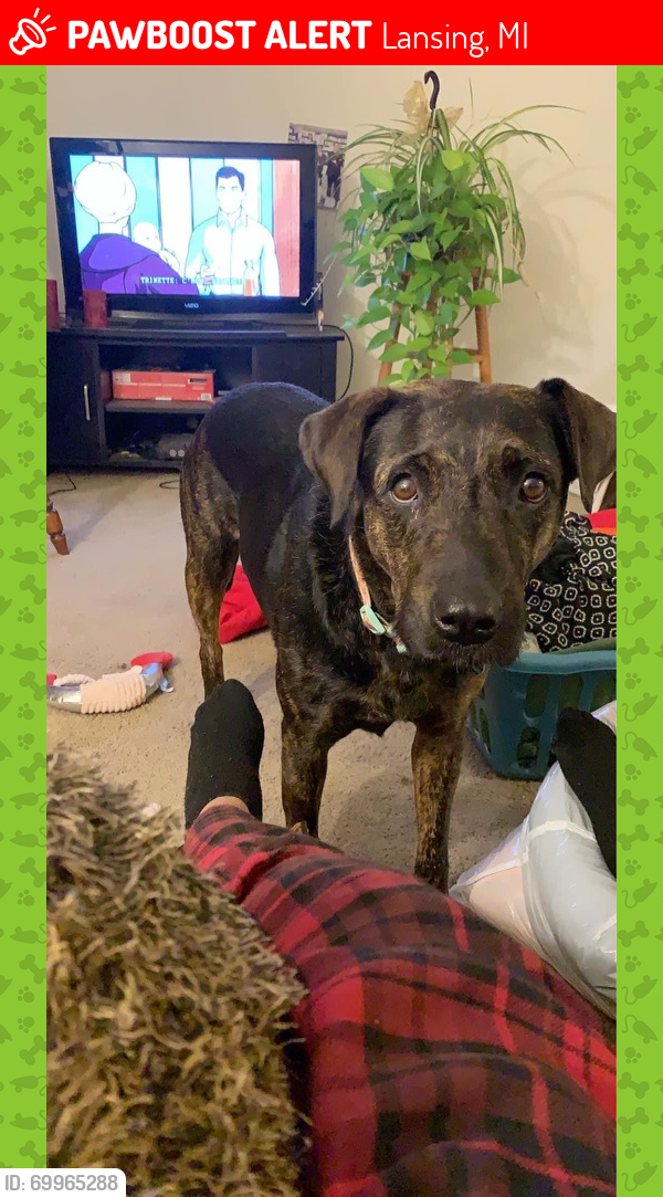 Lansing, MI Lost Female Dog, Hera Is Missing PawBoost