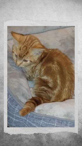 Lost Male Cat last seen Near st , Rockford, IL 61104