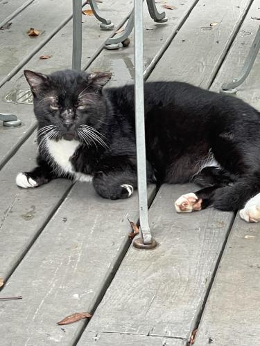 Lost Male Cat last seen 2 miles east of downtown Woodland GA, Woodland, GA 31836