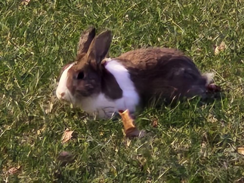Shelter Stray Unknown Domestic rabbit last seen Annandale, VA, 22003, Little River Turnpike, Fairfax County, VA, Fairfax, VA 22032