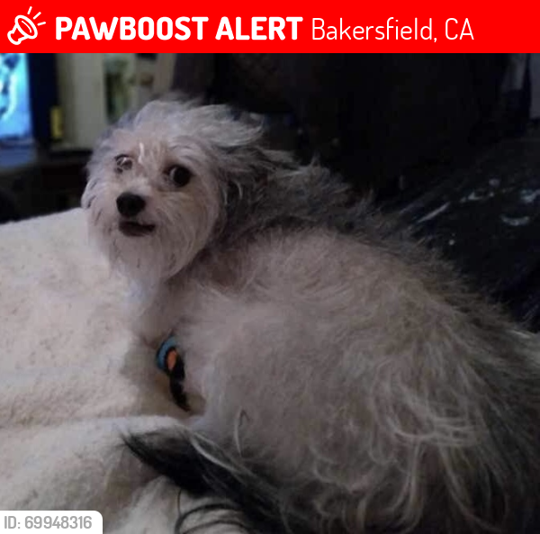 Lost Female Dog last seen Mesa Marin Drive & Fangio Court, Bakersfield, California , Bakersfield, CA 93306