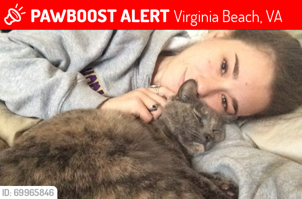 Lost Female Cat last seen Comanche Road, Hatteras Road, Cayuga Road, Virginia Beach, VA 23462