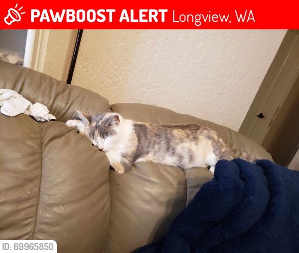 Lost Female Cat last seen Safeway 15th ave, Longview, WA 98632