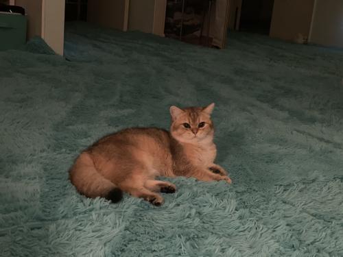 Lost Male Cat last seen Sierra Traio Ct , Hacienda Heights, Hacienda Heights, CA 91745