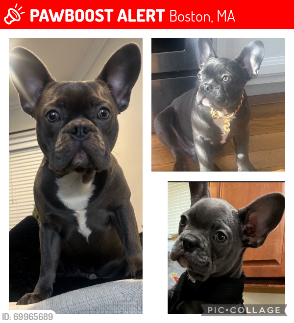 Boston, MA Lost Male Dog, Stitch Is Missing | PawBoost