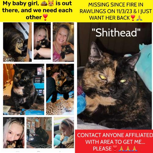 Lost Female Cat last seen Near McMullen Hwy. SW Apt B Rawlings.MD 21557, Rawlings, MD 21557