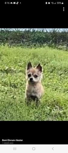 Lost Male Dog last seen Saxon Blvd , Deltona, FL 32725