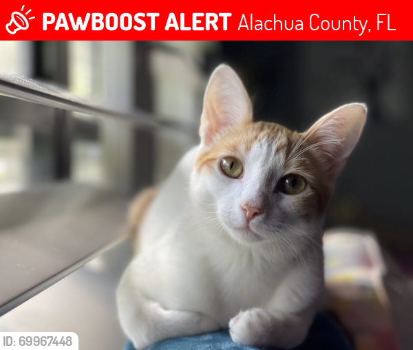 Lost Male Cat last seen Sw 7th Pl. Gainesville, FL, Alachua County, FL 32607