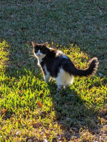 Lost Male Cat last seen Near La Place apmts and Pathway Baptist Church, Nederland, TX 77627