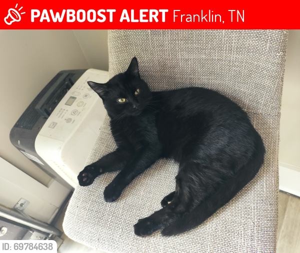 Lost Male Cat last seen Near Westminster dr , Franklin, TN 37067