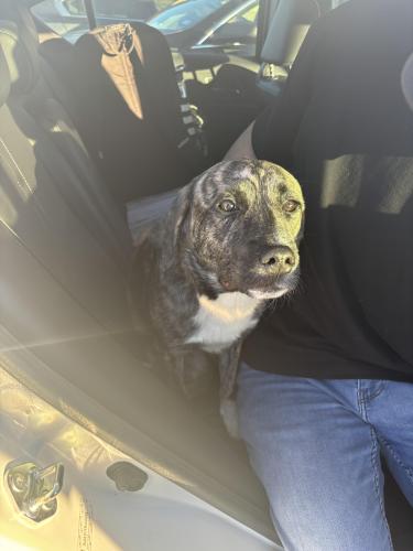 Found/Stray Female Dog last seen Taco casa, Arlington, TX 76014