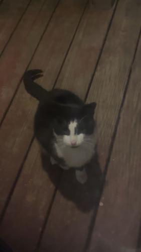 Lost Unknown Cat last seen UPS post office , Seven Valleys, PA 17360