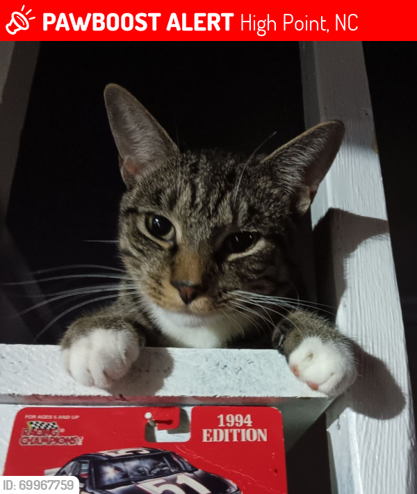Lost Male Cat last seen Chestnut Street or Brightwood drive, High Point, NC 27262