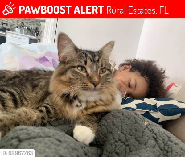 Lost Female Cat last seen Desoto, Rural Estates, FL 34120