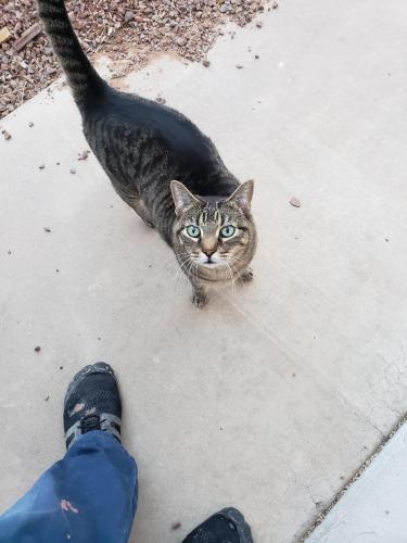 Lost Male Cat last seen Guadalupe and recker, Gilbert, AZ 85233