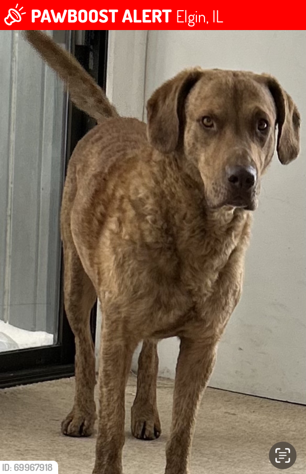 Lost Male Dog last seen Near and 64, St. Charles, IL 60175