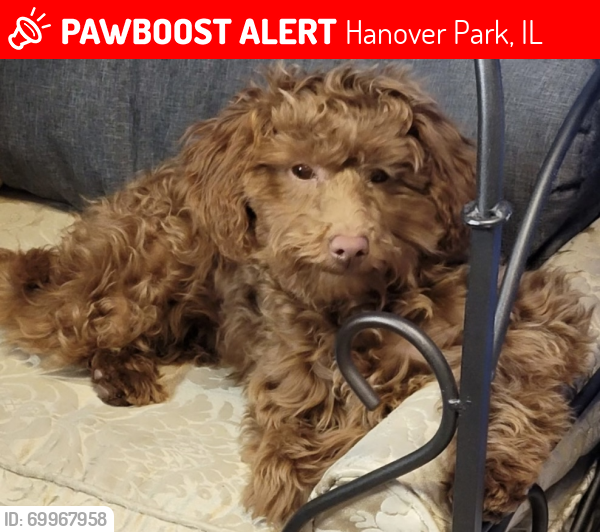 Lost Female Dog last seen Woodlake dr, , Hanover Park, IL 60188