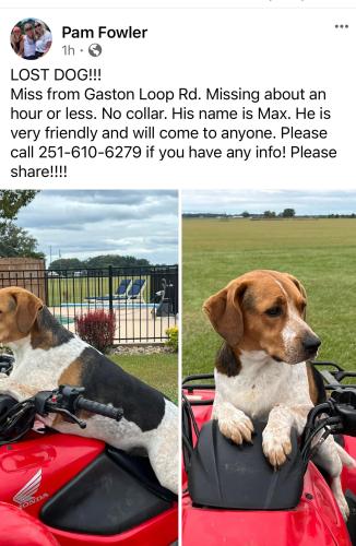 Lost Male Dog last seen Grandbay Wilmer Rd , Grand Bay, AL 36541