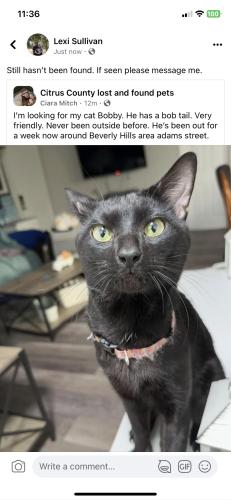 Lost Male Cat last seen Adams st by the retention pond. And monroe st., Beverly Hills, FL 34465