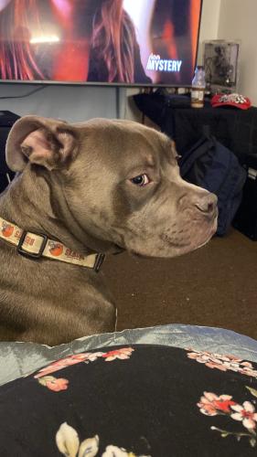 Lost Male Dog last seen Between Mayfield and Superior Ave , East Cleveland, OH 44118
