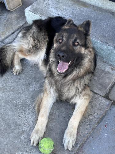 Lost Male Dog last seen 36th PL & Normandie , Los Angeles, CA 90007
