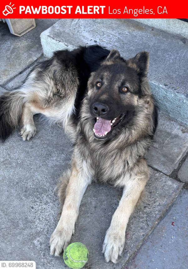 Lost Male Dog last seen 36th PL & Normandie , Los Angeles, CA 90007