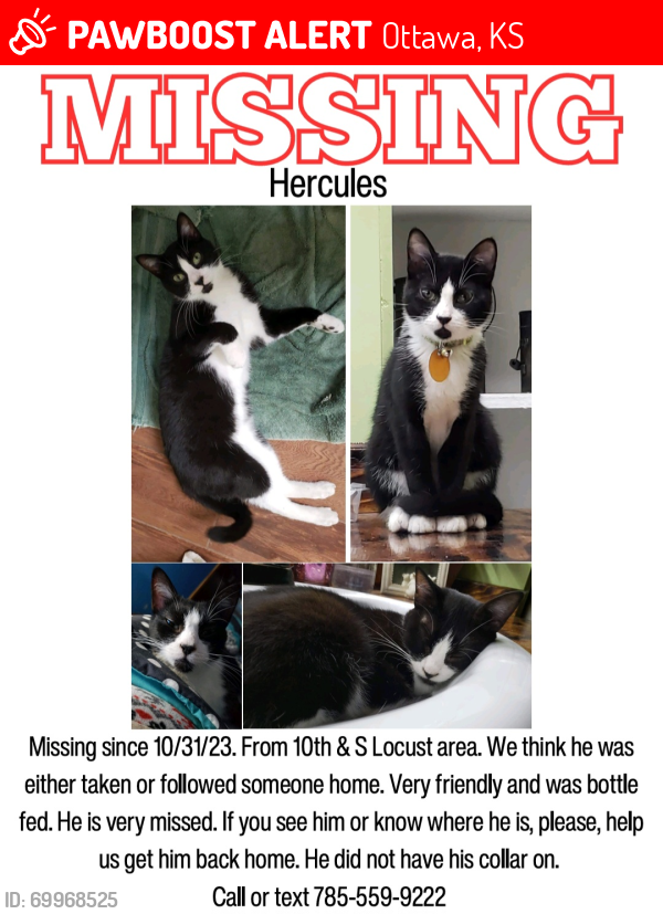 Lost Male Cat last seen 10th & South Locust , Ottawa, KS 66067
