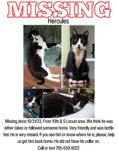 Lost Male Cat last seen 10th & South Locust , Ottawa, KS 66067