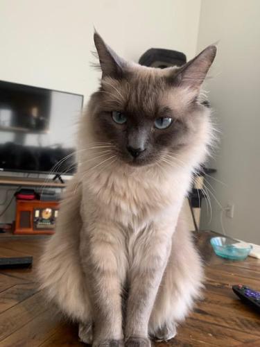 Lost Male Cat last seen end of Sunset Drive, Signal Mountain, TN 37377