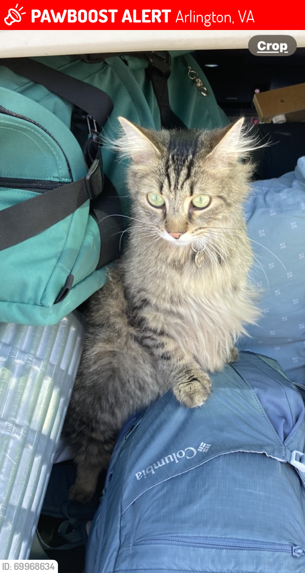 Lost Male Cat last seen Pershing Drive/ Washington Blvd, Arlington, VA 22222