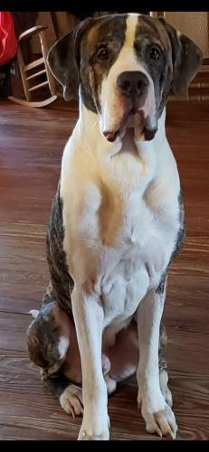 Lost Male Dog last seen cemetary, wooded area by i75  warehouses and pond in the area, Lenox, GA 31637