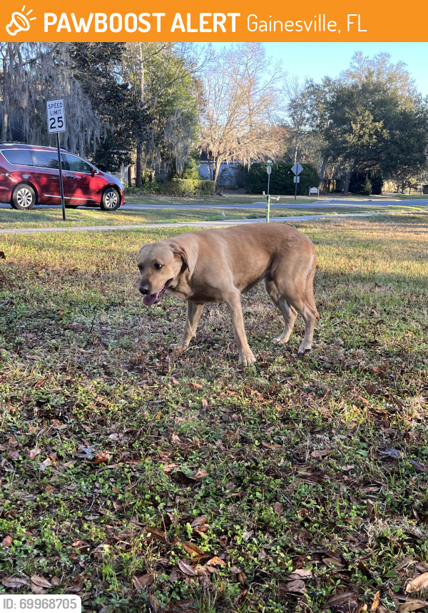 Surrendered Dog in Gainesville, FL 32606 (ID 69968705) PawBoost