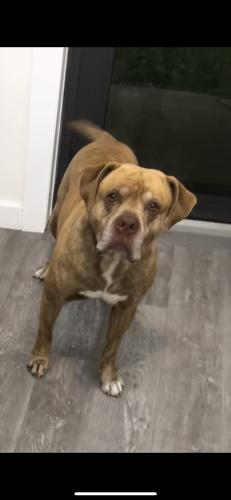 Lost Male Dog last seen Winn dixie, Miami, FL 33127
