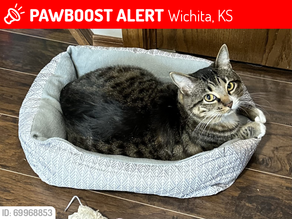 Lost Male Cat last seen Maize & K-42, Wichita, KS 67215