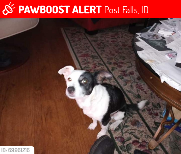 Lost Male Dog last seen Greensferry and 12th Street , Post Falls, ID 83854