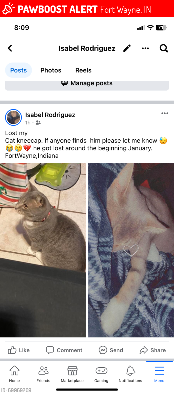 Lost Male Cat last seen St Anthony blvd, Fort Wayne, IN 46802