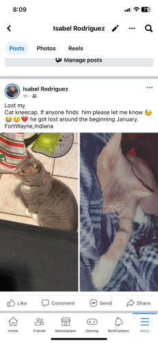 Lost Male Cat last seen St Anthony blvd, Fort Wayne, IN 46802