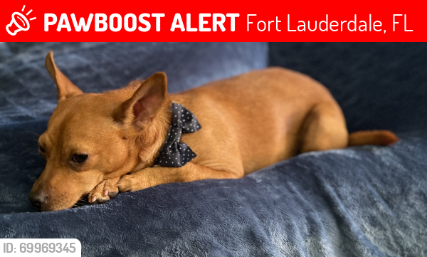 Lost Female Dog last seen Near , Fort Lauderdale, FL 33312